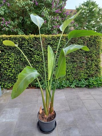 kamerplant Strelitzia Nicolai beschikbaar voor biedingen
