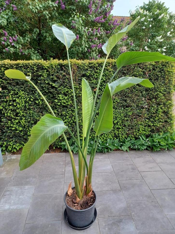 kamerplant Strelitzia Nicolai, Huis en Inrichting, Kamerplanten, Palm, 150 tot 200 cm, Halfschaduw, In pot, Ophalen of Verzenden