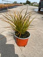 Carex testacea ‘Prairie Fire’ P10,5cm, Ophalen, Vaste plant, Siergrassen