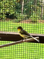 Mooie en jonge kanarie, Dieren en Toebehoren, Vogels | Kanaries, Mannelijk, Zangkanarie