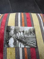 Wilgen in Brabant, Ophalen of Verzenden, Ongelopen