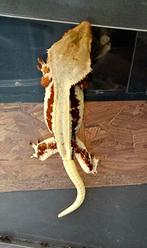 Lily white red, Dieren en Toebehoren, Reptielen en Amfibieën