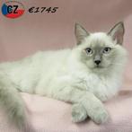 Ragdoll kittens – Lieve schatten met blauwe oogjes, Meerdere dieren, Gechipt, 0 tot 2 jaar