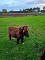 Mini Shetlander, Dieren en Toebehoren, Pony's