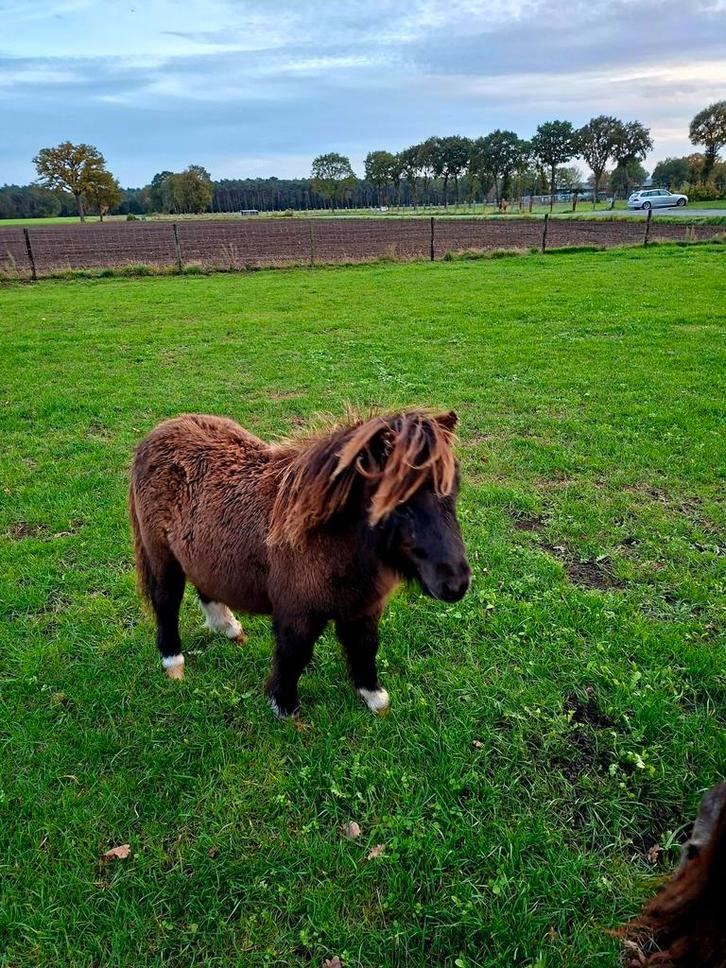 Mini Shetlander, Dieren en Toebehoren, Pony's