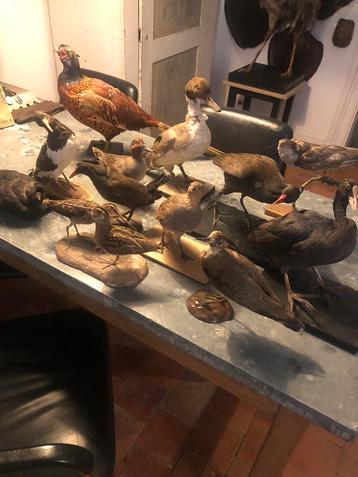 TAXIDERMIE TAXIDERMY OPGEZETTE VOGELS 12 STUKS ANTIEK  beschikbaar voor biedingen