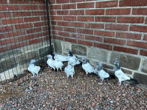 10 PAKISTAANSE HOOGVLIEGERS LANG VLIEGEN  OUDE BLOED LIJN, Dieren en Toebehoren, Vogels | Duiven, Overige soorten, Meerdere dieren