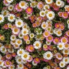 Erigeron karvinskianus / Fijnstraal, Tuin en Terras, Planten | Tuinplanten, Volle zon, Ophalen of Verzenden