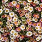 Erigeron karvinskianus / Fijnstraal, Ophalen of Verzenden, Volle zon