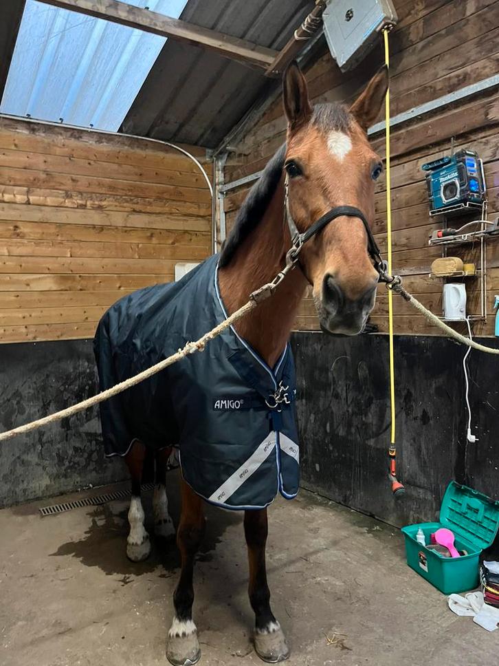 BWP - fokmerrie, Animaux & Accessoires, Chevaux, Jument, 170 à 175 cm, 11 ans ou plus, Avec pedigree, Avec puce électronique, Vermifugé