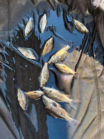 +-20st spiegel karper, Dieren en Toebehoren, Karper of Koi
