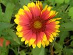 Kokardebloem zaden, Gaillardia aristata, Verzenden, Zaad