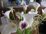 Arondskelken te koop, Tuin en Terras, Ophalen, Lente, Volle zon