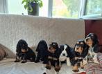 Engelse Cocker-spaniël-puppy's, België, Fokker | Hobbymatig, 8 tot 15 weken, CDV (hondenziekte)
