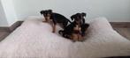 mooie mini pincher pups van hobbyfok, Dieren en Toebehoren, Honden | Bulldogs, Pinschers en Molossers, België, Fokker | Hobbymatig
