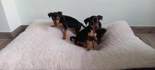 mooie mini pincher pups van hobbyfok, Dieren en Toebehoren, Honden | Bulldogs, Pinschers en Molossers, Meerdere dieren, Overige rassen