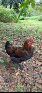 Haantje, Dieren en Toebehoren