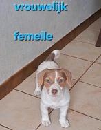 Lieve jack russell pups op boerderij geboren ouders aanwezig, Dieren en Toebehoren, België, Jack Russell Terriër, CDV (hondenziekte)