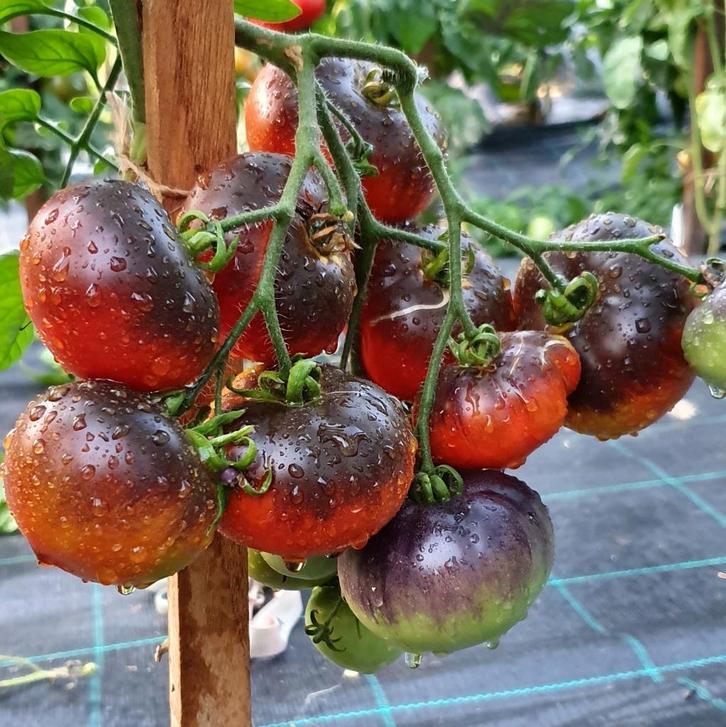 Pomme Indigo - Graines de tomates, Jardin & Terrasse, Bulbes & Semences, Envoi