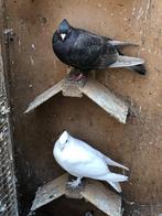 Hoogvliegende duif, Dieren en Toebehoren, Vogels | Duiven, Meerdere dieren, Tuimelaar of Roller