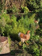 Haan wyandotte  2025, Dieren en Toebehoren, Pluimvee