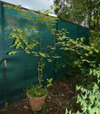 Noisetier commun jeune arbuste de 200 cm, Jardin & Terrasse, Plantes | Arbustes & Haies, 100 à 250 cm, Enlèvement ou Envoi, Autres espèces