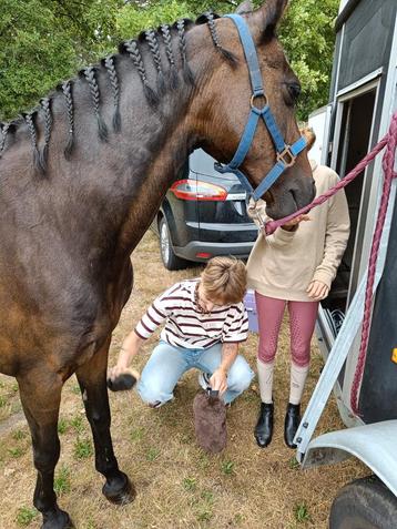 Prachtige geleerde D pony beschikbaar voor biedingen
