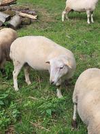 Easy care ram, Dieren en Toebehoren, Mannelijk, Schaap, 0 tot 2 jaar