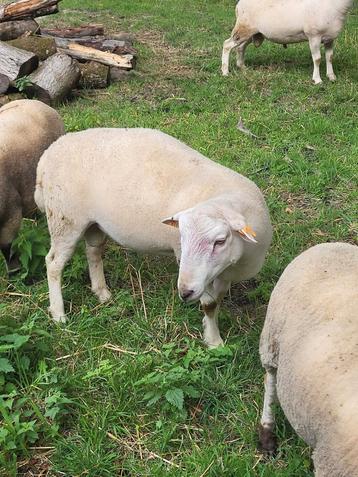 bélier facile d'entretien, Mâle, Mouton, 0 à 2 ans