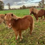 Kindvriendelijk Shetlandpony hengstveulen, Dieren en Toebehoren, Hengst, Niet van toepassing, Gechipt, 0 tot 2 jaar