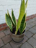 Sanseveria in mooie stenen pot met stenen onderbord., Tuin en Terras, Planten | Tuinplanten, Ophalen