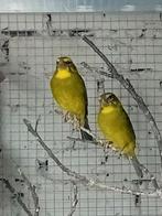 Koppel dikbek, man 2025 pop 2024, Dieren en Toebehoren, Vogels | Overige Vogels, Geringd