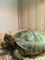 Vierteen landschildpad man, Dieren en Toebehoren, Reptielen en Amfibieën, Schildpad, 7 tot 10 jaar
