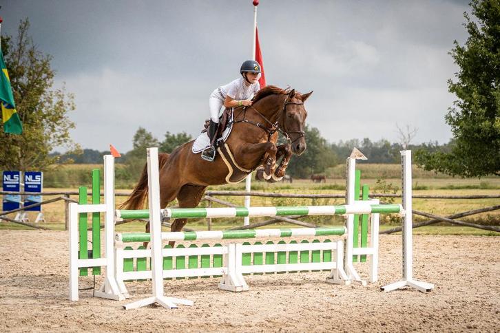 Te koop: Super brave ruin – ideaal leerpaard, Dieren en Toebehoren, Paarden, Ruin, L, 170 tot 175 cm, 7 tot 10 jaar, Recreatiepaard