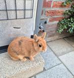 Goed tehuis gezocht voor raszuiver dwergkonijntje voedster, Dieren en Toebehoren, Vrouwelijk, Dwerg, 0 tot 2 jaar
