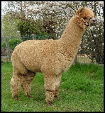 Alpaca dekhengst