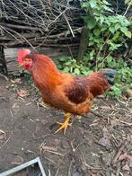 Gratis haan 6 maand oud, Mâle, Poule ou poulet