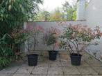 Glansmispel red robin 135cm hoog (zonder pot), Jardin & Terrasse, Plantes | Arbustes & Haies, Enlèvement