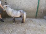 Stamboek shetlanders te koop, Dieren en Toebehoren, Pony's, Hengst, Gechipt