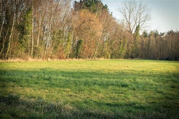 Pâturage recherché - Région de Maasmechelen, Maasmechelen, Ventes sans courtier, 500 à 1000 m²