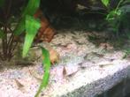 Neocaridina wildkleur