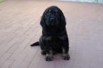 Prachtige Golden cocker retriever pup (reutje), Dieren en Toebehoren, Honden | Retrievers, Spaniëls en Waterhonden, België, Overige rassen