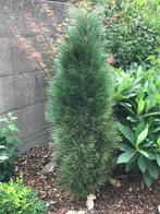 Gratis planten, Tuin en Terras, Ophalen, Vaste plant