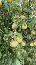 Peren te koop dubbel flip 2 euro per kilo, Zakelijke goederen, Ophalen