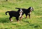 Berner Sennen pups, Dieren en Toebehoren, Parvo, België, 8 tot 15 weken, Meerdere