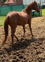 Hele hengst, Dieren en Toebehoren, Gechipt, Minder dan 160 cm, Hengst, 7 tot 10 jaar
