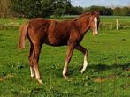 Ultra Star merrie veulen, Dieren en Toebehoren, Paarden, Hengst