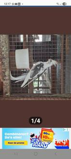 Valkparkieten, Dieren en Toebehoren, Vogels | Parkieten en Papegaaien