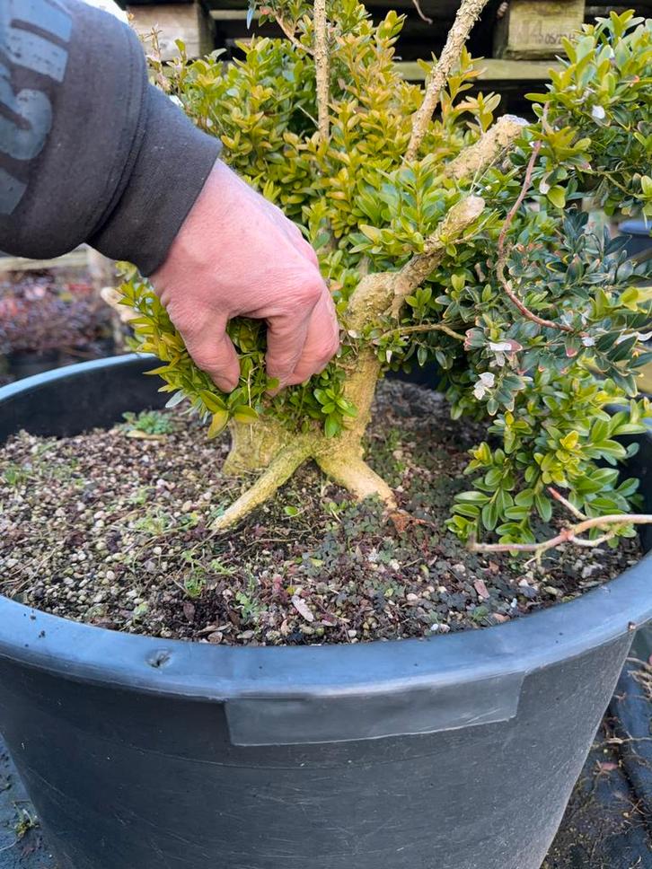 Oude buxus geschikt voor bonsai, Tuin en Terras, Planten | Bomen, Ophalen