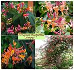 SIERKAMPERFOELIE LONICERA oa GOLDFLAME, HENRYI,.. 7€/stuk, Tuin en Terras, Ophalen of Verzenden, Zomer, Vaste plant, Klimplanten